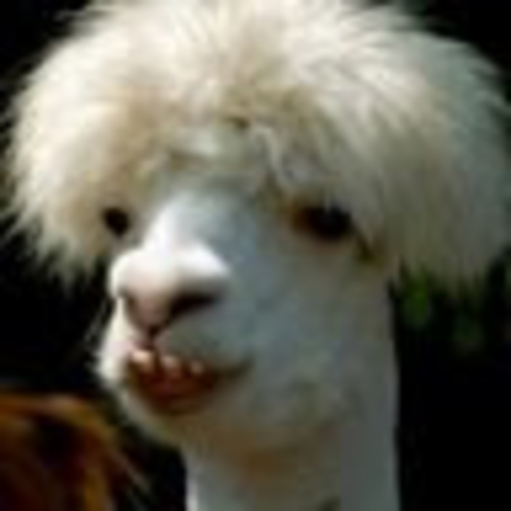 Meet your Posher, Shelley